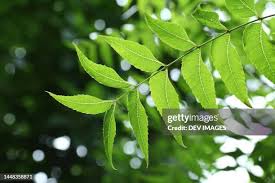 Image result for Azadirachta indica