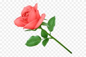 Flowers are one of the most beautiful creations of nature. Single Pink Rose Image Picture Single Flower Png Stunning Free Transparent Png Clipart Images Free Download