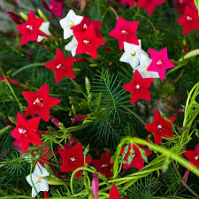 Nicking your red cypress vine seed with a knife or soaking them in warm water for two hours just before. Cypress Vine Seeds Ipomoea Pennata Mix Flower Seeds