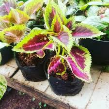 Amazon lily (eucharis amazonica) bunga yang hidup di air pertama ada amazon lily. Jual Tanaman Bunga Miyana Tanaman Hias Hidup Shopee Indonesia