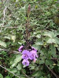 Image result for Macropsychanthus