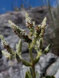 Image result for Tetradenia bainesii