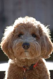 Goldendoodle Faithfuldoodles Lulu One Of Zoey S Puppies Rebecca Parsons Marian Fowler Goldendoodle Dogs Goldendoodle Grooming