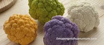 Check spelling or type a new query. Manfaat Kembang Kol Cauliflower Dan Kandungan Gizi Kembang Kol Ilmu Pengetahuan Umum