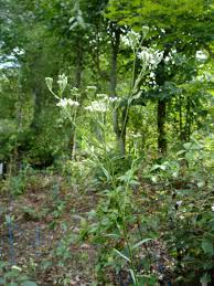 Image result for Oldenlandia fastigiata