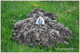 Image result for plašič krtků z pet lahve