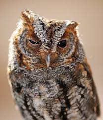 Twitter Owl Spirit Animal Owl Photos Beautiful Owl