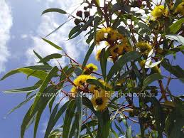 It has sickle shaped leaves, and smooth creamy brown bark. Life Images By Jill Red Capped Gum Eucalyptus Erythrocorys