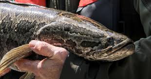 Negara kita sendiri kaya dengan spesies ikan air. 7 Ikan Predator Air Tawar Yang Sering Dijadikan Ikan Hias Ilmugeografi Com