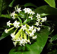 Image result for Cestrum nocturnum