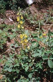 Image result for Crotalaria natalitia
