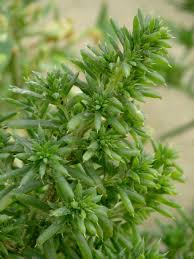 Image result for Salsola kali