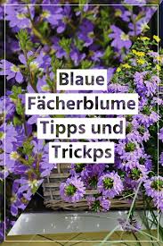 Pin Auf Balkonpflanzen Fur Einen Sonnigen Standort