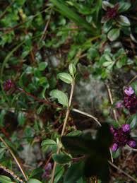 Image result for Endostemon villosus