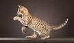 Ocicat Cat Breed Profile | Petfinder
