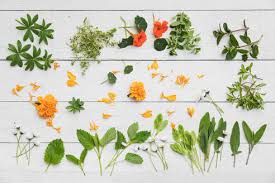 Check spelling or type a new query. Collection Of Various Herbs And Edible Flowers Flat Laid Against White Wooden Surface Stockphoto