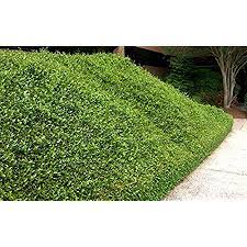 This model item gold splash wintercreeper (euonymus) live evergreen shrub. Amazon Com Purple Wintercreeper Evergreen Groundcover Plants 25 Plants Garden Outdoor