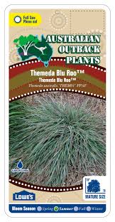 Image result for Themeda