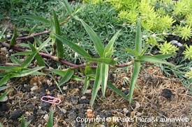 Image result for Cyanotis axillaris