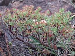 Crassula sarcocaulis bonsai forest i made today. Crassula Sarcocaulis Subsp Rupicola Bonsai Crassula World Of Succulents