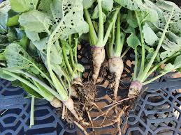 Image result for Rytigynia ruwenzoriensis