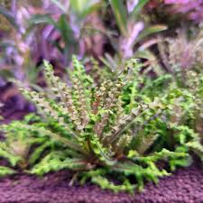 Image result for Pogostemon rogersii