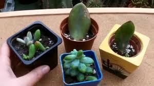 Image result for cactus cuttings