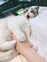 고양이의 만지면 안되는곳.jpg - 웃긴자료 ‥‥‥‥‥、 - 도탁스 (DOTAX)