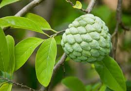 How to grow cherimoya tree from seed. Cherimoya Zuchten So Wird Die Zucht Mit Fruchten Belohnt