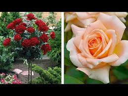 Check spelling or type a new query. How To Plant A Standard Rose Summer Garden Guide Youtube
