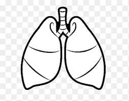 You can use our amazing online tool to color and edit the following muscular system coloring pages. Lung Drawing Breathing Heart Respiratory System Heart Angle White Png Pngegg