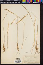 Image result for Aristida adoensis