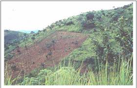 Image result for Millettia eetveldeana