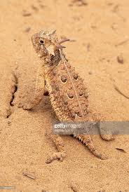 Upright Posture Of An Alert Texas Horned Lizard Phrynosoma Cornutum This Species Is The Official State Reptile Of Texas Where I Horned Lizard Lizard Animals