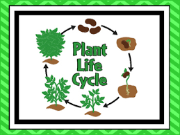 7 Plant Life Cycle Printable Posters Anchor Charts