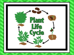 7 plant life cycle printable posters anchor charts