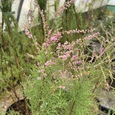 Image result for tamarix ramosissima pink cascade