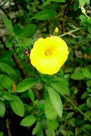 Image result for Reinwardtia indica