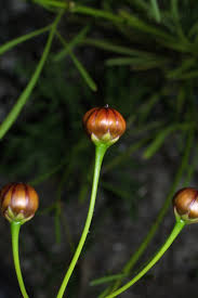 Image result for Centemopsis