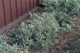 What kind of plant is japanese pittosporum? Pittosporum Tobira Variegata Botanical Name Pittosporum Tobira Variegata Small Trees Evergreen Shrubs Plants