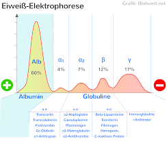 Albumin Aufbau Funktion Normalwerte