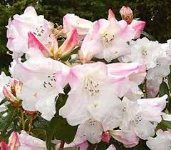 Plant Descriptions Rhododendron Plant Rhododendron Plants