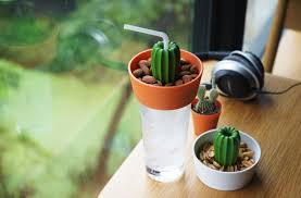 You can help cryofall wiki by expanding it. Isn T It Good If You Can Have An Iced Cold Drink With Some Nuts Or Snack At The Same Time Well This Cacnuts Will Let You Cactus Inspired Snack Bowls