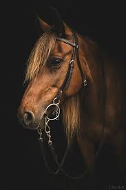 Portrait Of Dj Horses Animal Photography Horse Photography