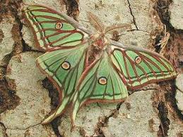 Es una especie única entre nuestras mariposas nocturnas, descubierto y descrito por un español, mariano de la paz graells, zoólogo y, por aquel entonces, director del gabinete de historia natural y del jardín botánico de madrid. Isabellaspinner Graellsia Isabellae Spanish Moon Moth Schmetterlingsbilder Insektenkunst Schone Schmetterlinge