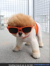 external image images?q=tbn:ANd9GcTfyC6RpT3a_msZpKjZjOYcvtks_1djJ6Z1ASEeSCZTiIdFXfYajw