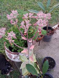 Image result for Kalanchoe gastonis-bonnieri