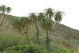 Image result for Aloidendron