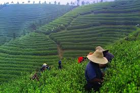 (42x59cm) (2013) photograph by tom hanslien. Mengdingshan Tea Plantation Private Tea Making Tour In Chengdu 2021