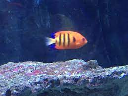 Los peces se ven geniales (en vivo, no tanto en el video), de todos colores y formas. Acuario Buin Zoo Picture Of Buin Zoo Tripadvisor